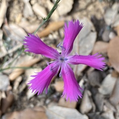 Dianthus lusitanus