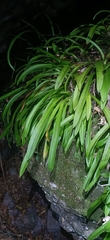 Liparis reflexa