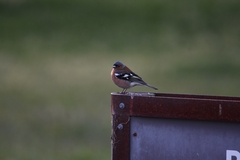 Fringilla coelebs gengleri