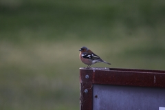 Fringilla coelebs gengleri