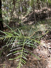 Acacia floribunda
