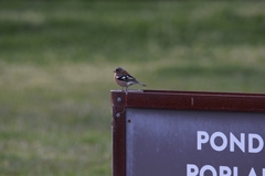 Fringilla coelebs gengleri