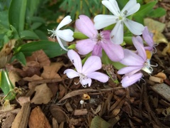 Saponaria officinalis