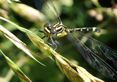 Austrogomphus amphiclitus