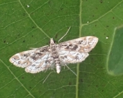 Parapoynx diminutalis