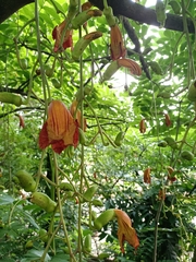 Kigelia