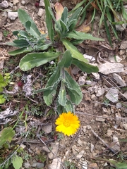 Calendula arvensis