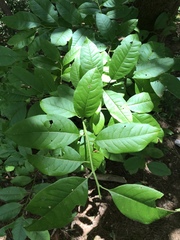 Oxydendrum