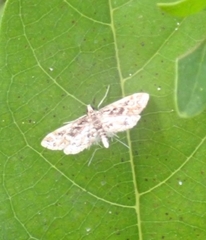 Parapoynx diminutalis