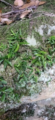 Bulbophyllum shepherdii