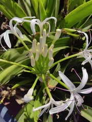 Crinum