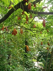 Kigelia