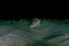 Maxillicosta scabriceps