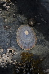 Cellana tramoserica