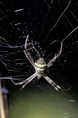 Argiope aetherea