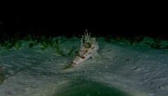 Maxillicosta scabriceps