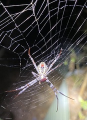 Argiope aetherea
