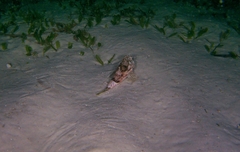 Maxillicosta scabriceps