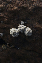 Chthamalus antennatus