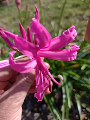 Nerine bowdenii