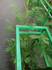 Kigelia