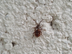 Ptinus exulans