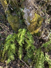 Polypodium vulgare