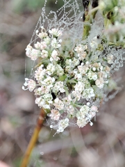 Daucus setifolius