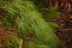 Caustis blakei