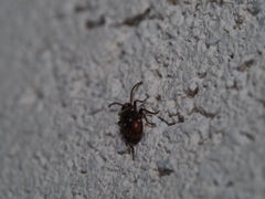 Ptinus exulans