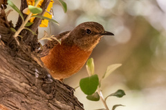 Monticola rupestris