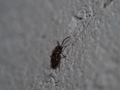 Ptinus exulans