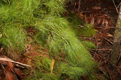 Caustis blakei