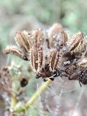 Daucus setifolius