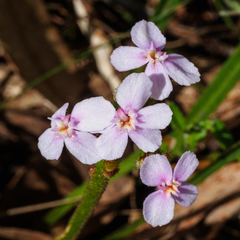Stylidium armeria