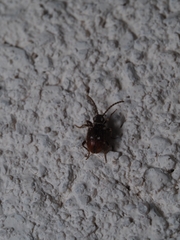 Ptinus exulans