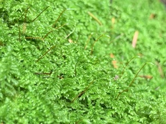 Ctenidium molluscum