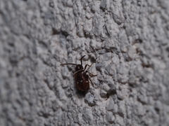 Ptinus exulans