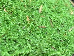 Ctenidium molluscum
