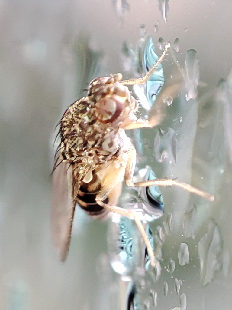 Hydei Fruit Fly