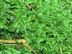 Ctenidium molluscum