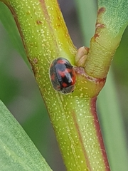 Novius cardinalis