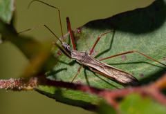 Australcmena lineativentris