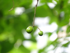 Ficus hispida