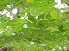Ficus hispida