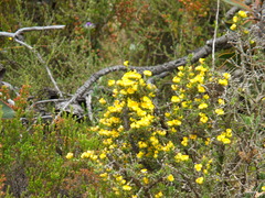 Aspalathus acuminata