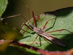 Australcmena lineativentris