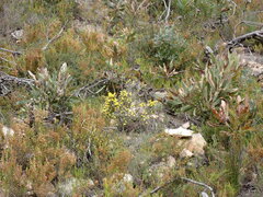 Aspalathus acuminata