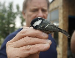 Periparus ater rufipectus