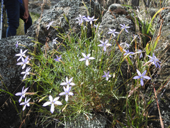 Lithotoma axillaris